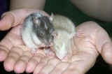 rats_closed_eyes.jpg (86661 bytes)