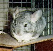 Chinchilla!