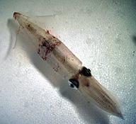 Opalescent Squid, found off the coast of California